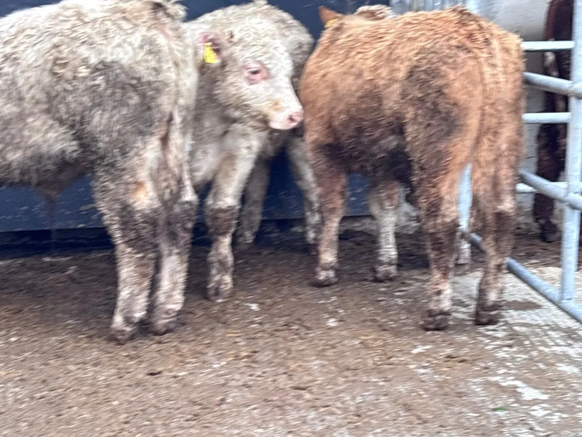 3 fully organic  Charlaois bull Weanlings for sale - Image 4