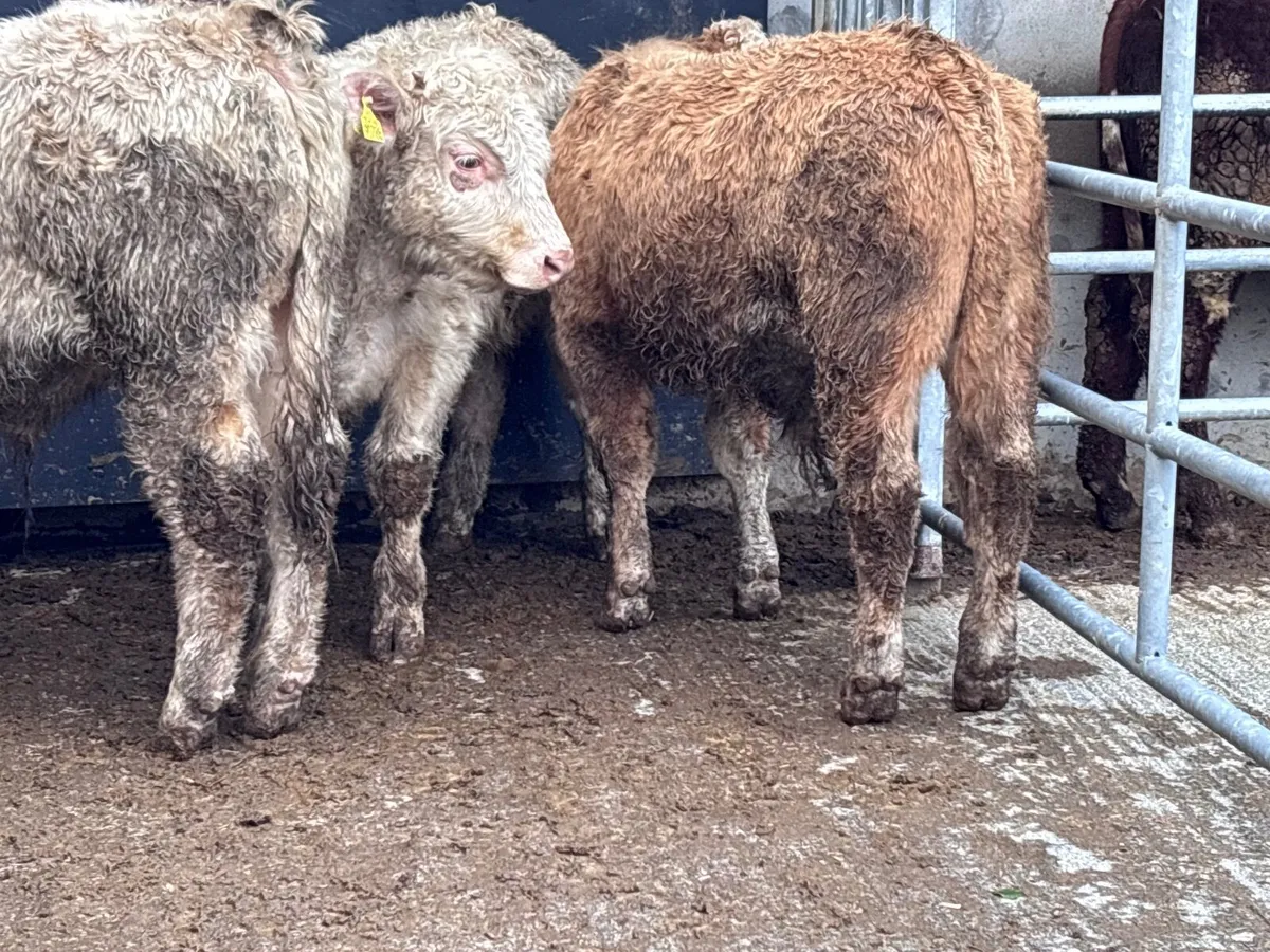 3 fully organic  Charlaois bull Weanlings for sale - Image 2