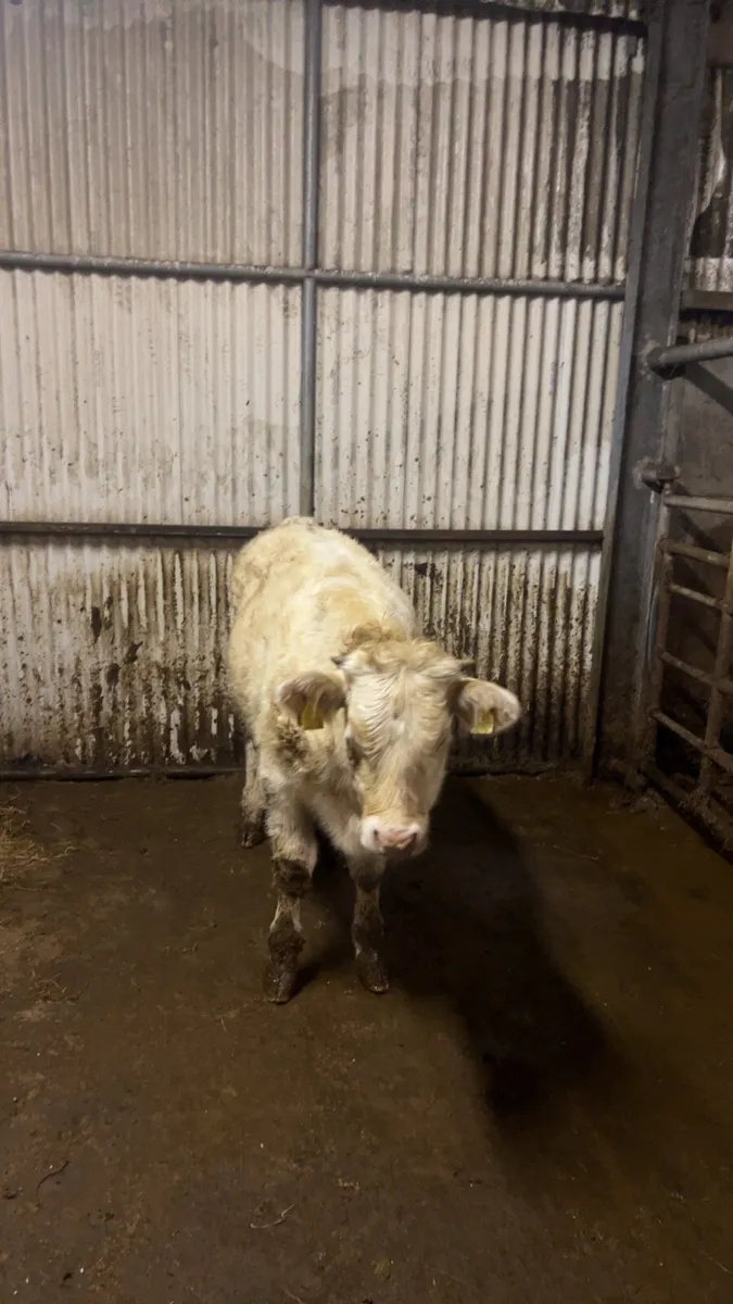 ⭐️Chx weanling heifer⭐️ - Image 1