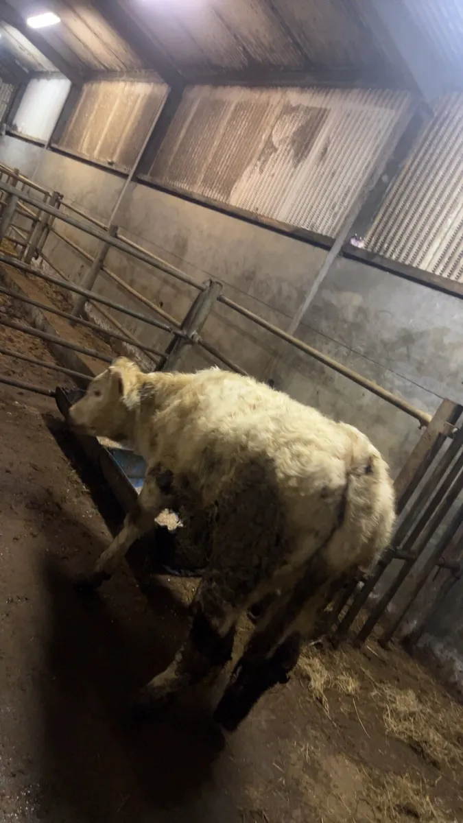 ⭐️Chx weanling heifer⭐️ - Image 2