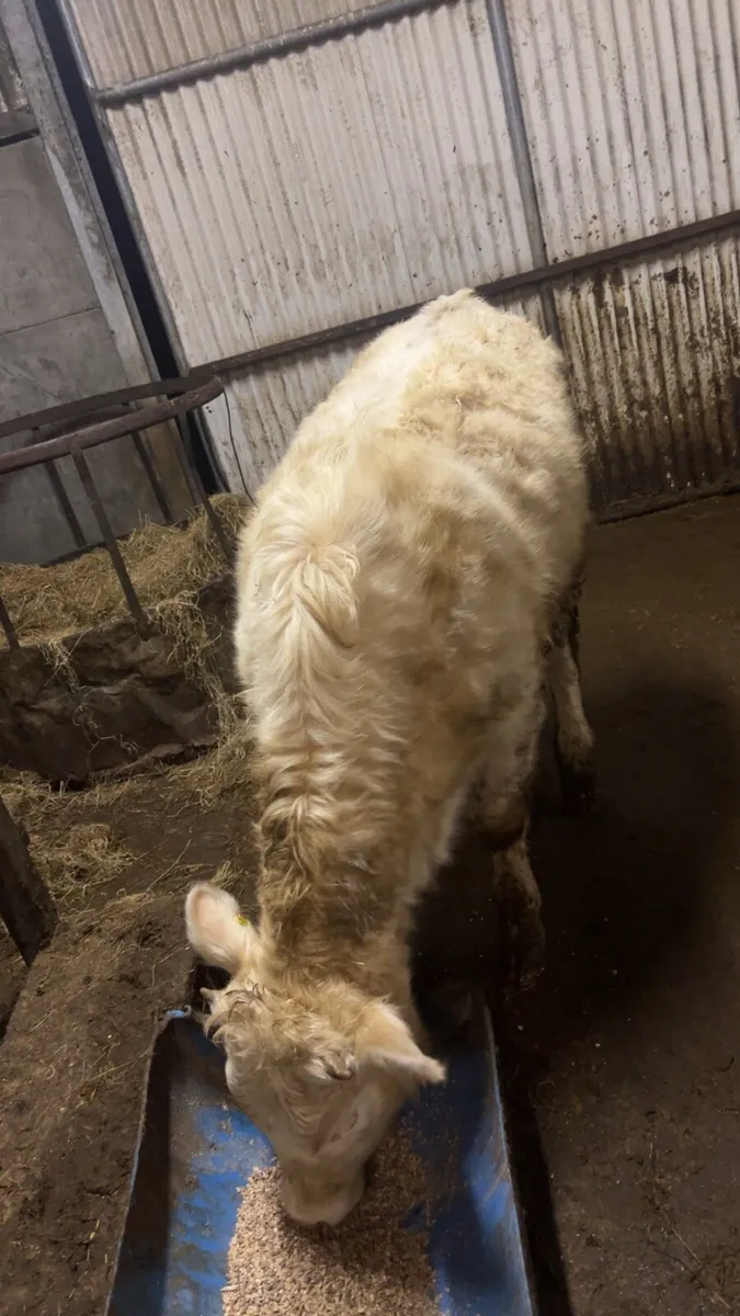 ⭐️Chx weanling heifer⭐️ - Image 3