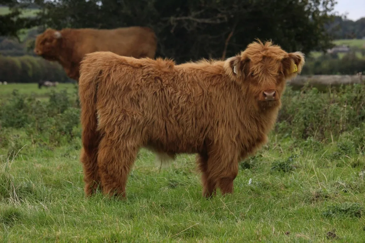 Highland bull calf - Image 1