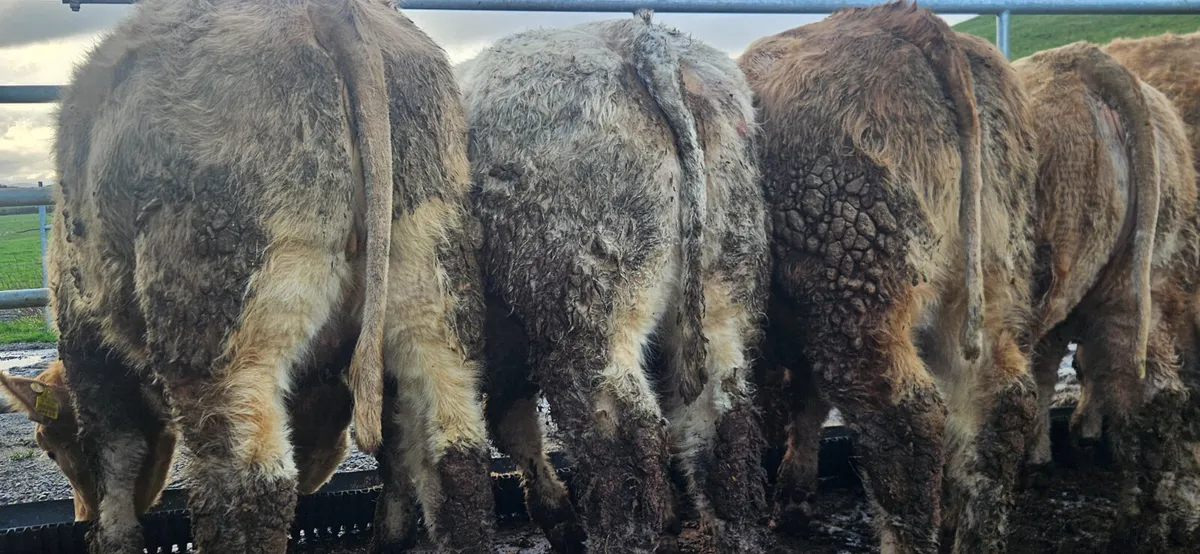 8 U Grade Charolais Heifers - Image 1