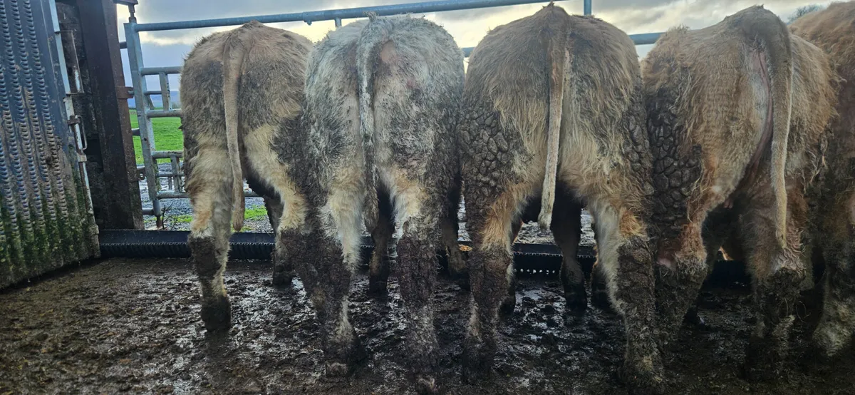 8 U Grade Charolais Heifers - Image 2