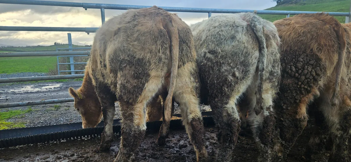 8 U Grade Charolais Heifers - Image 4