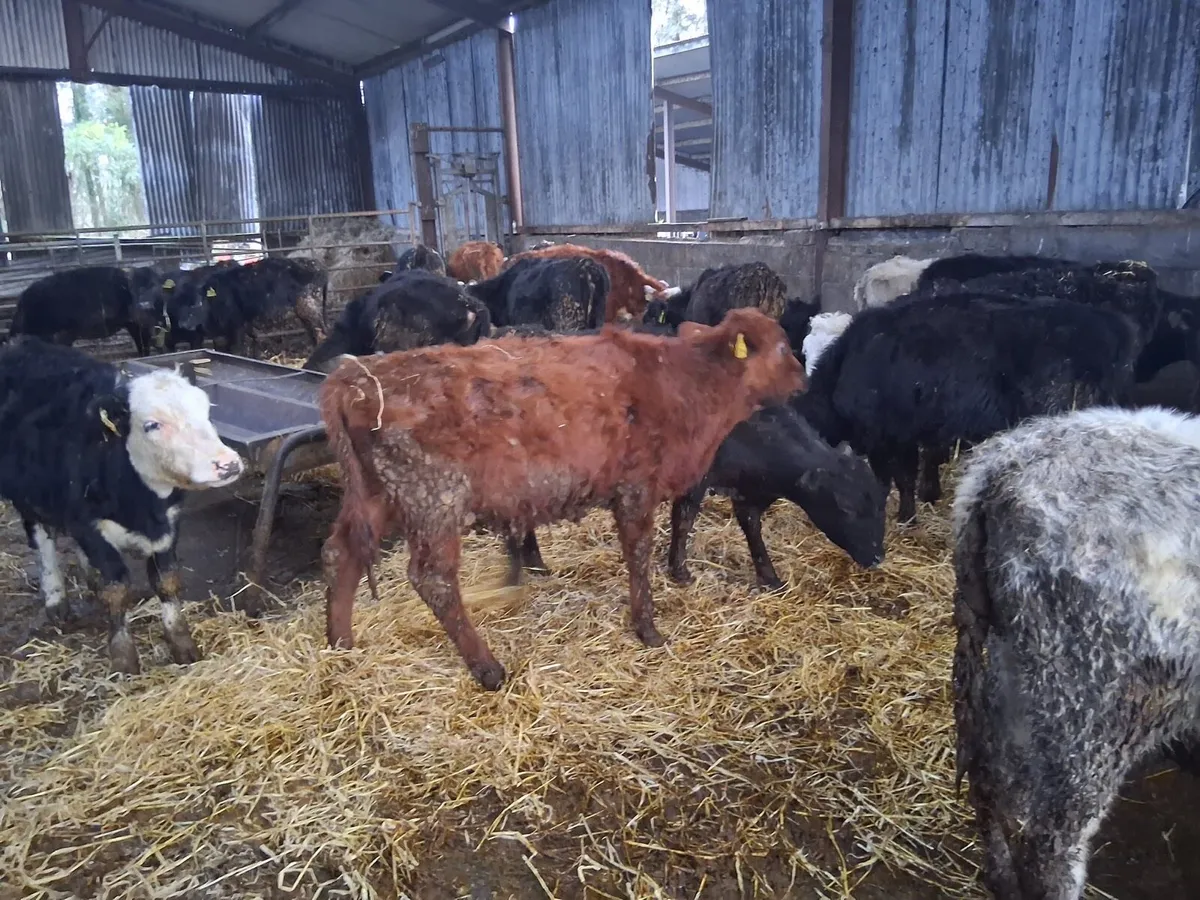24 Heifer Weanlings - Image 1