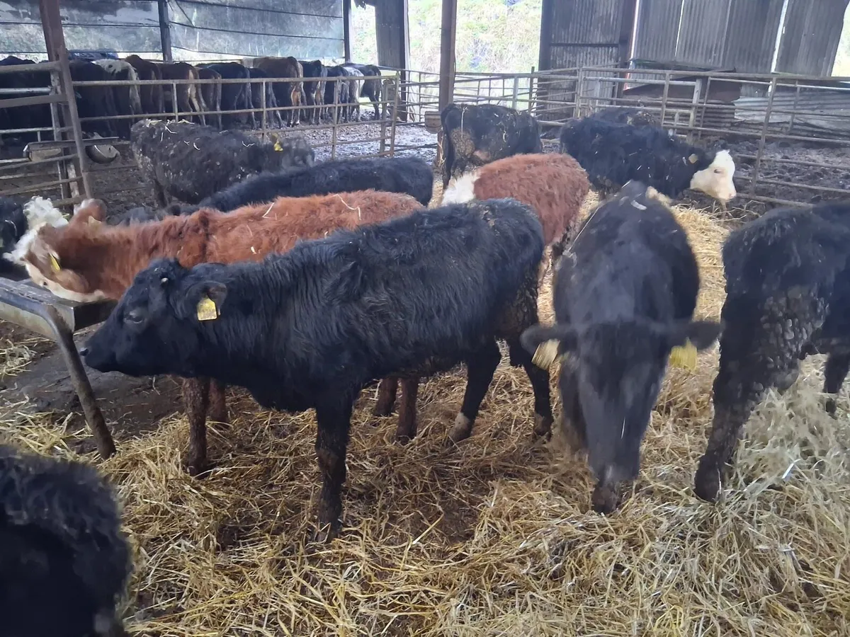 24 Heifer Weanlings - Image 4