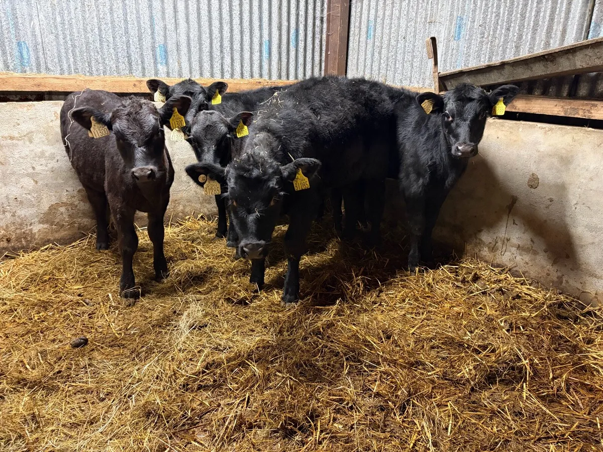 5 Super Angus heifer Runners For Sale - Image 1