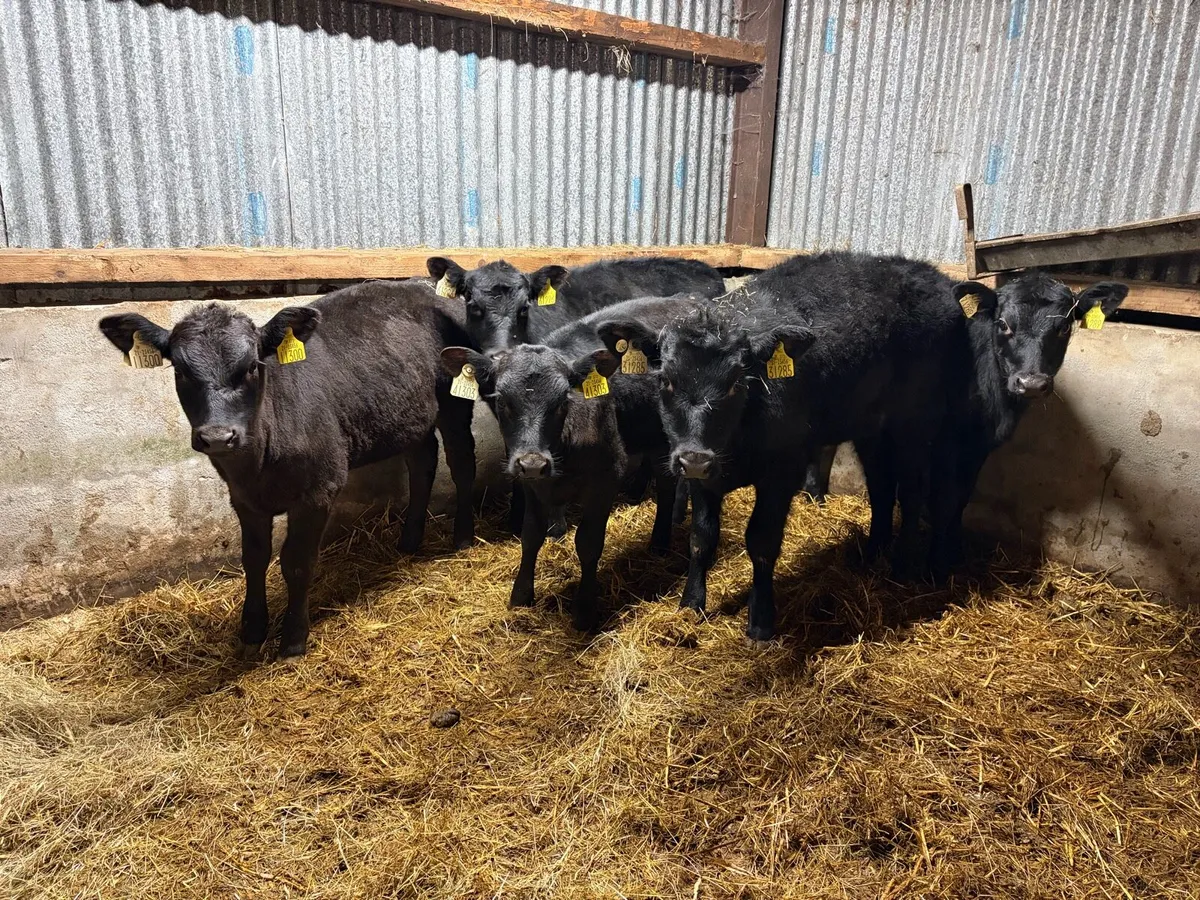 5 Super Angus heifer Runners For Sale - Image 3