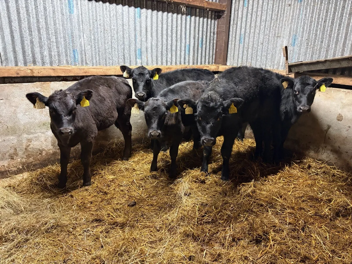 5 Super Angus heifer Runners For Sale - Image 4