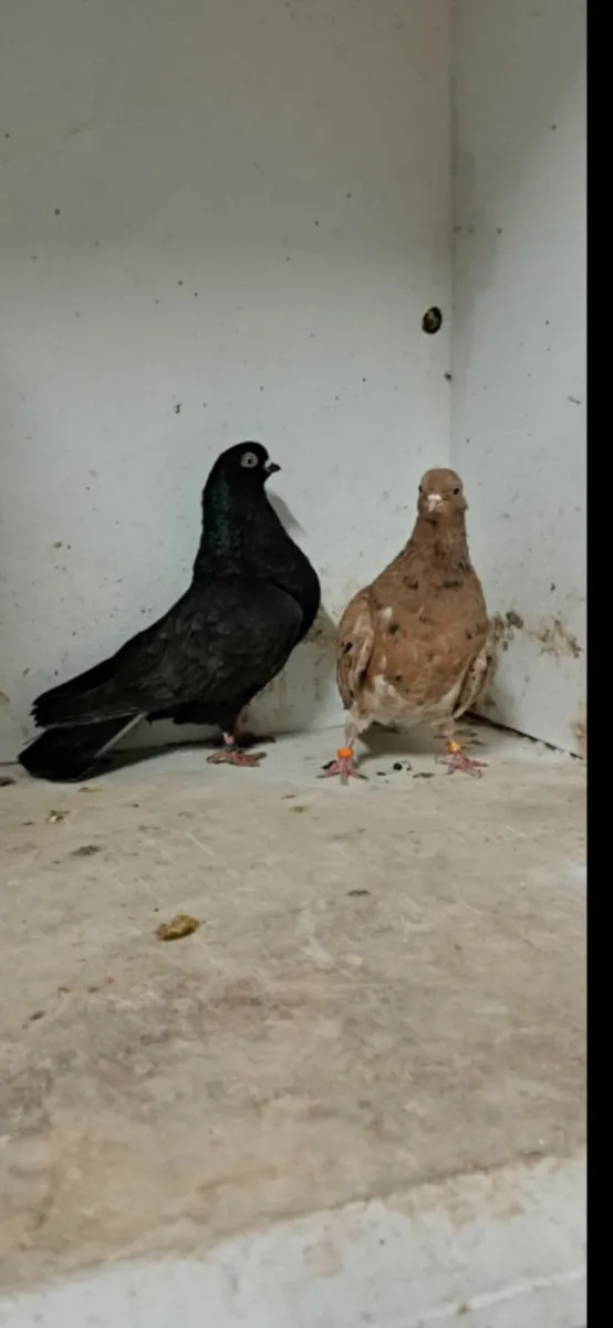 Pigeons - Image 3