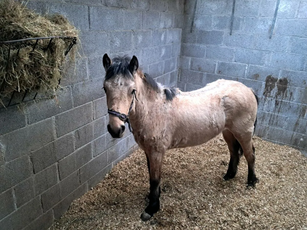 Yearling colt - Image 1