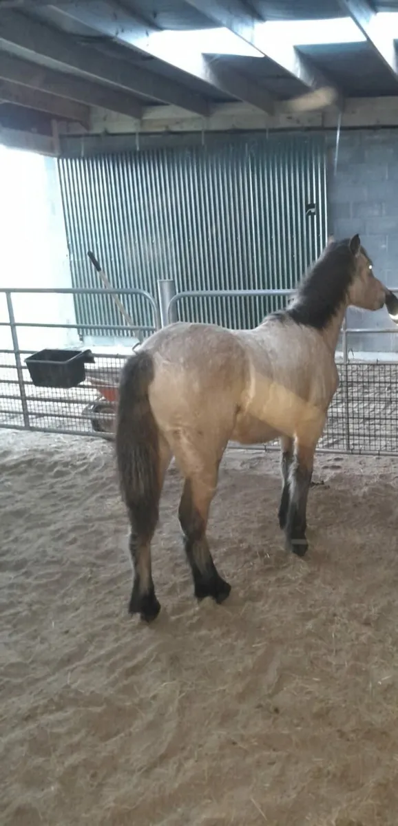 Yearling colt - Image 2