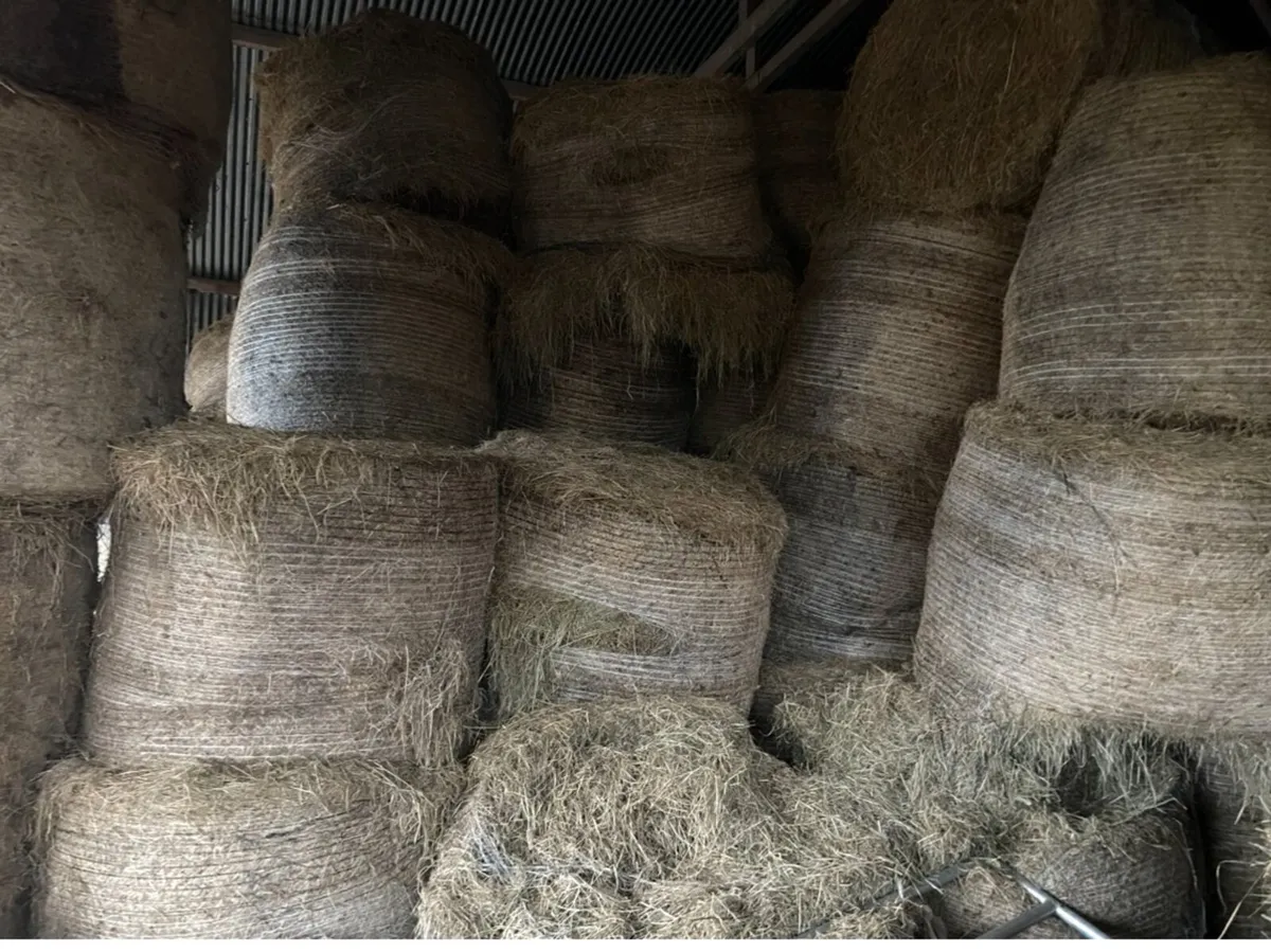 60 silage bales for sale - Image 1