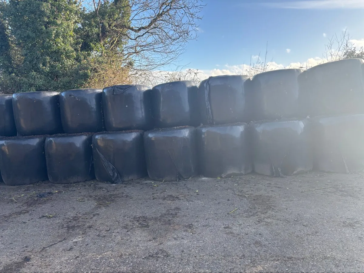 Round bales of silage - Image 1