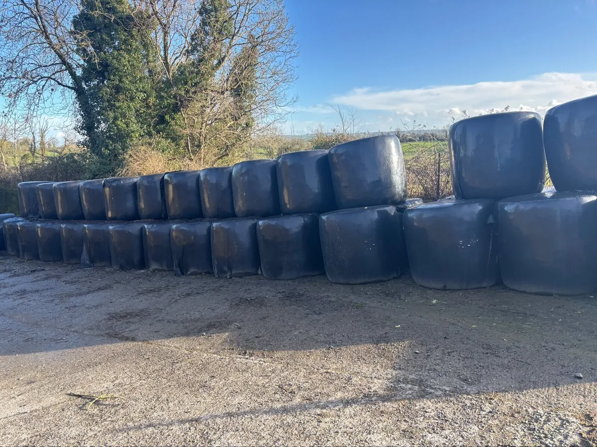 Round bales of silage - Image 3
