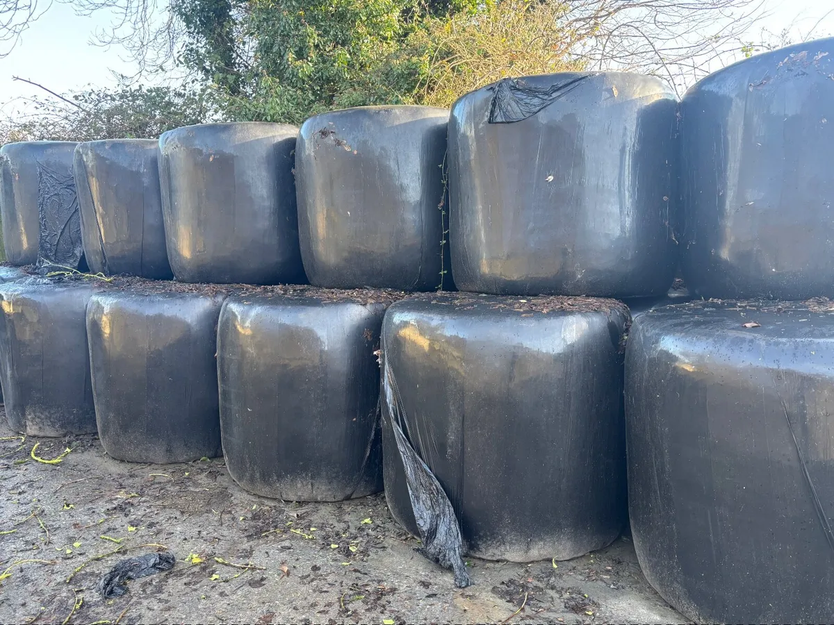 Round bales of silage - Image 2