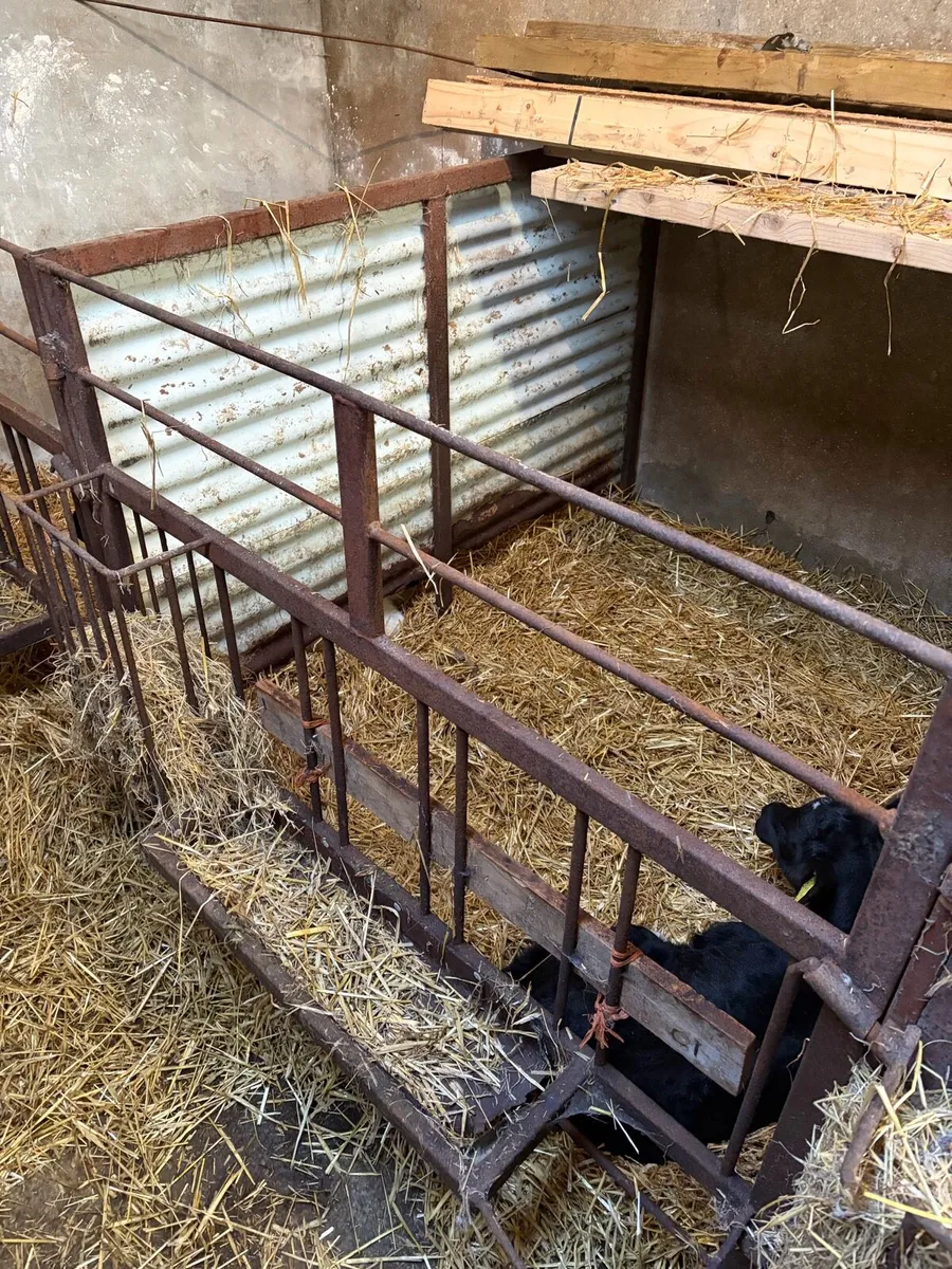 Calf Gates - Image 1