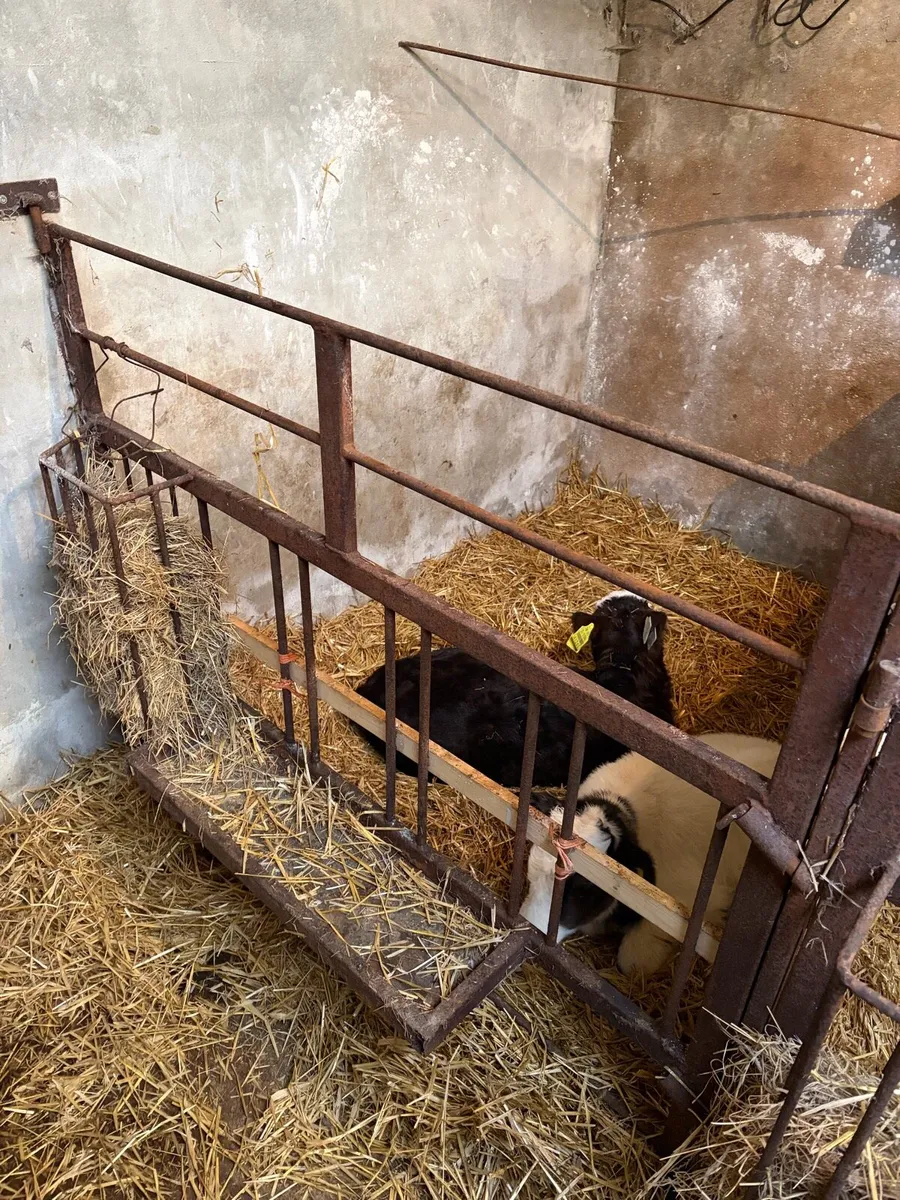 Calf Gates - Image 2