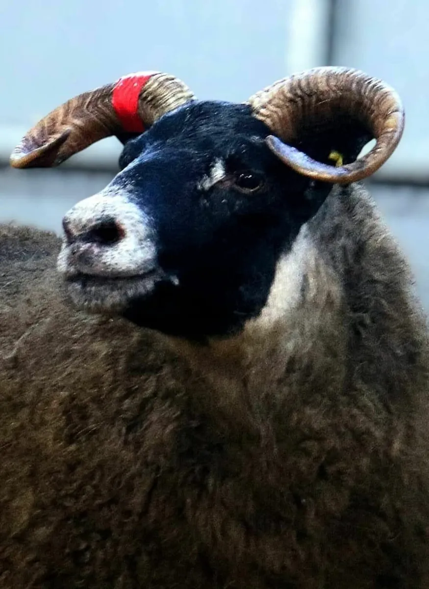 Lanark Female Sale Online - Image 2