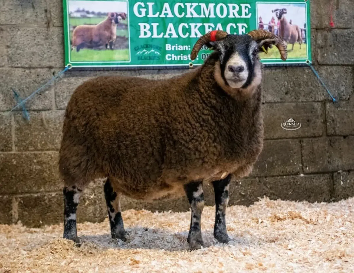 Lanark Female Sale Online - Image 3