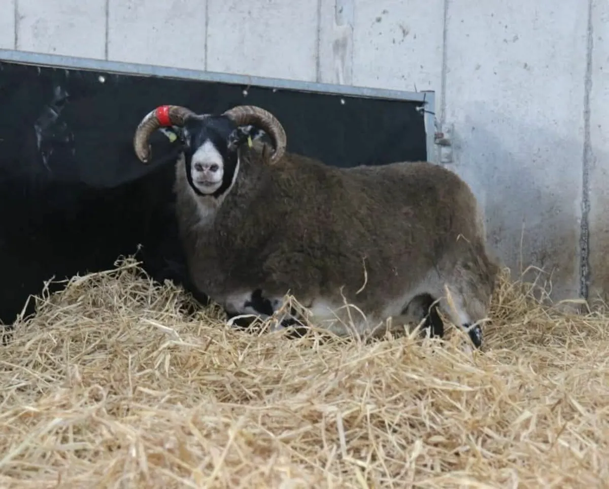 Lanark Female Sale Online - Image 4