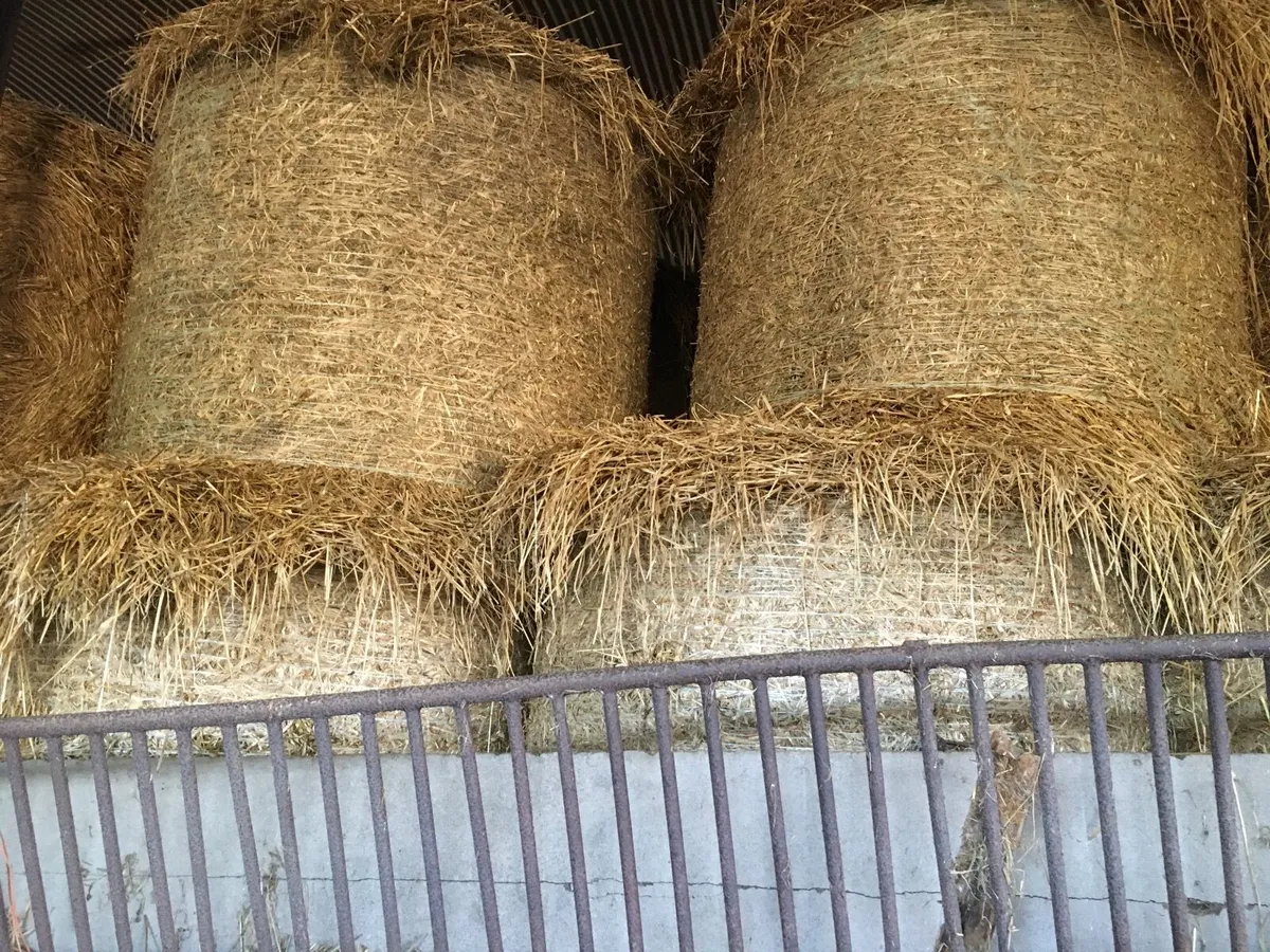 Round Bales of Barley Straw
