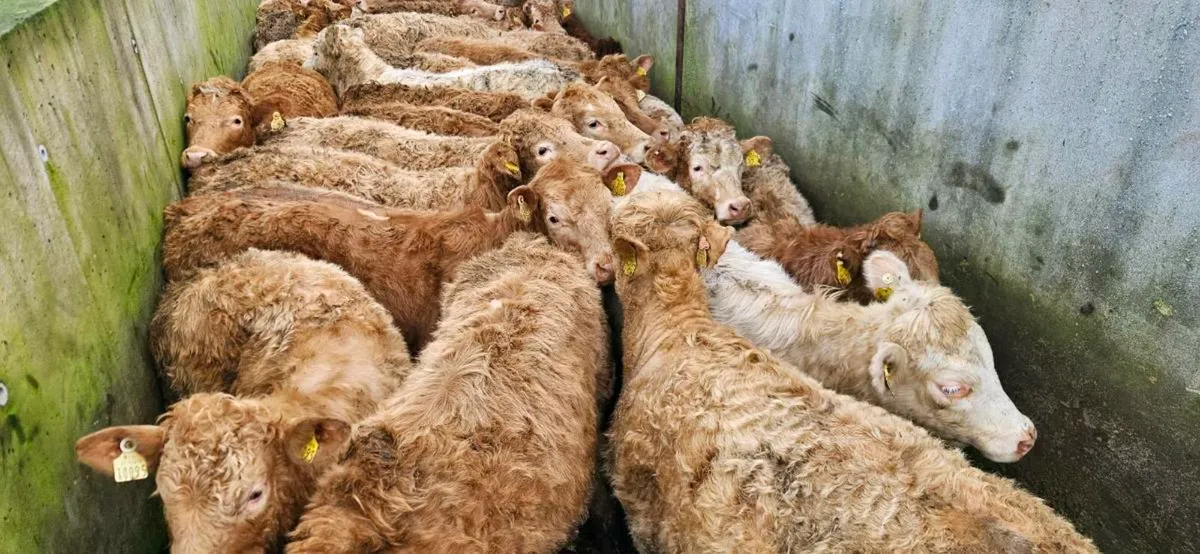 30 Super Continental Grass Heifers. - Image 3