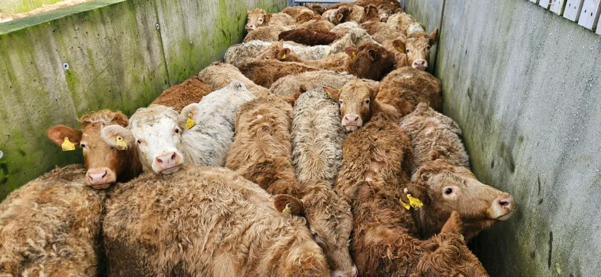 30 Super Continental Grass Heifers. - Image 1