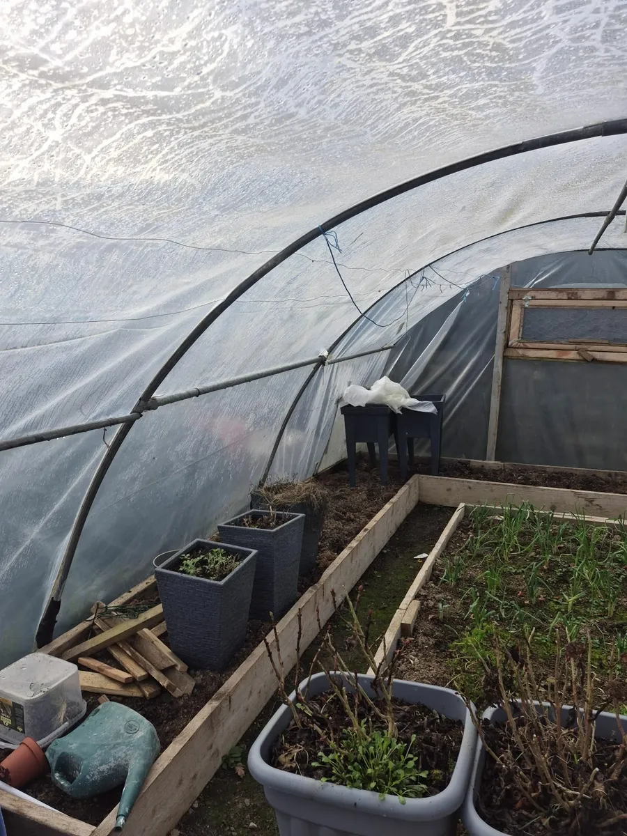 Polytunnel - Image 2