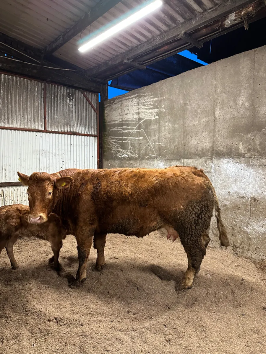 Pedigree lim cow and heifer calve - Image 2