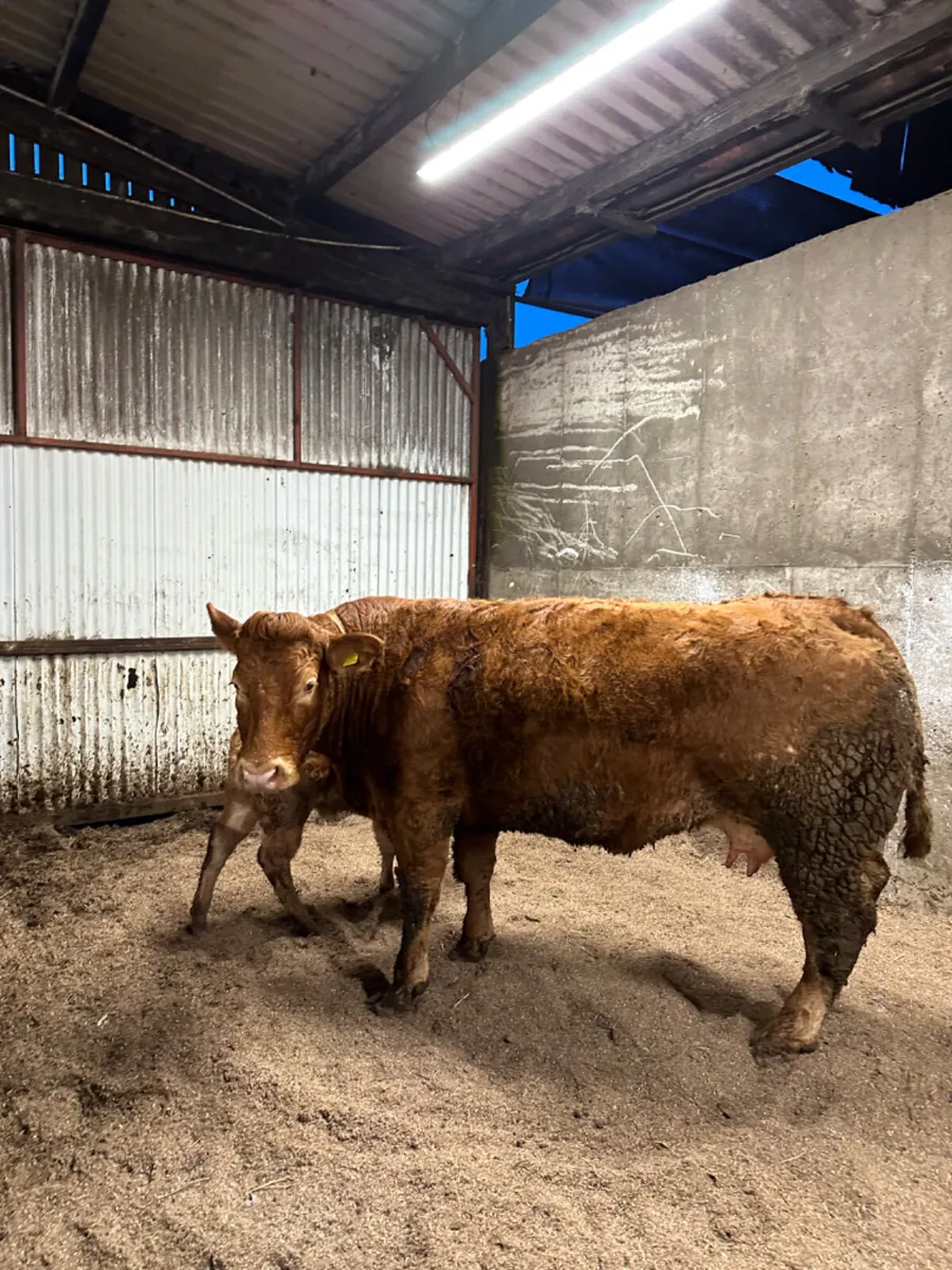 Pedigree lim cow and heifer calve - Image 4