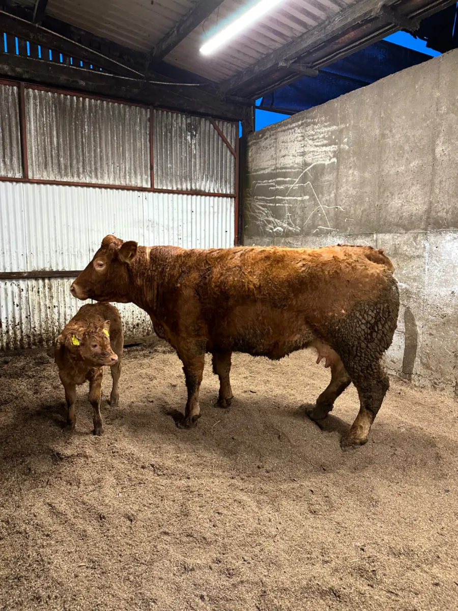 Pedigree lim cow and heifer calve - Image 1