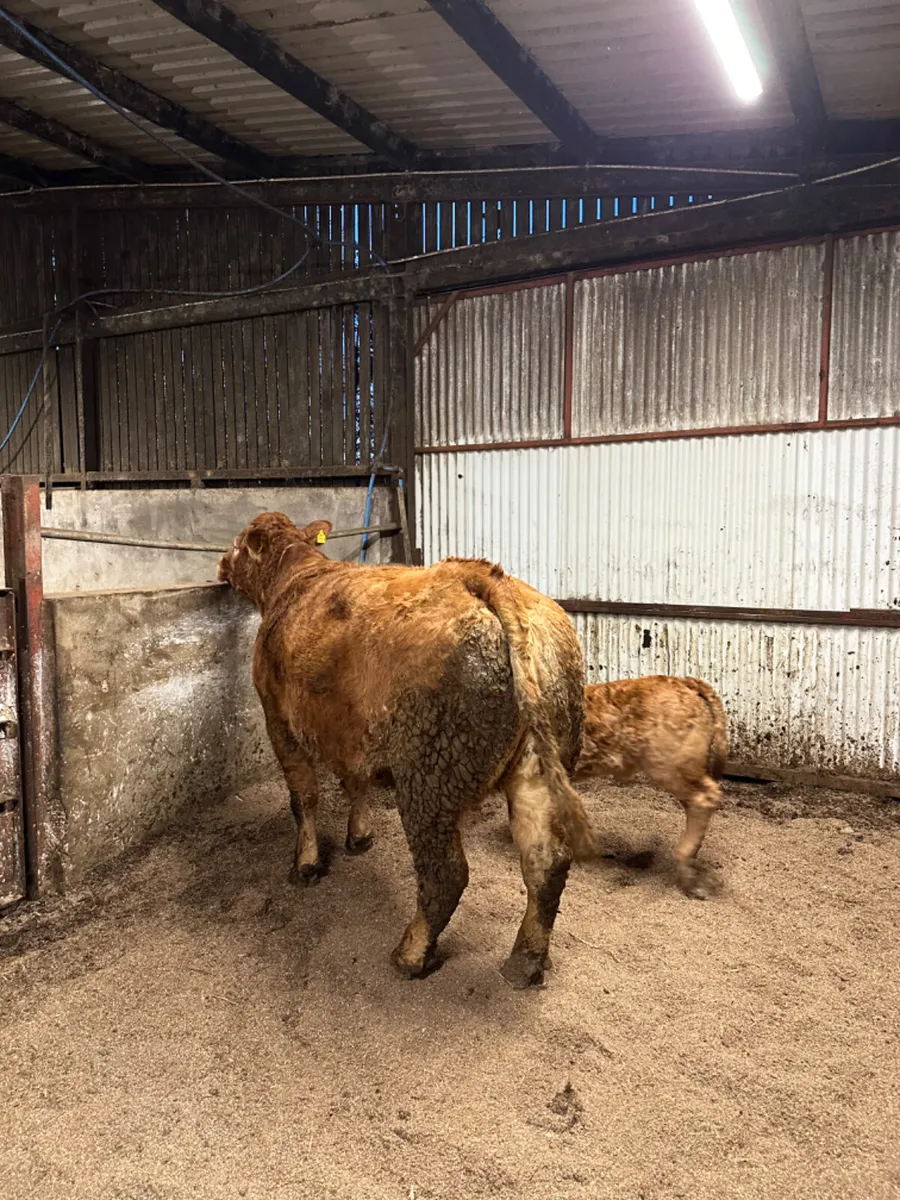 Pedigree lim cow and heifer calve - Image 3