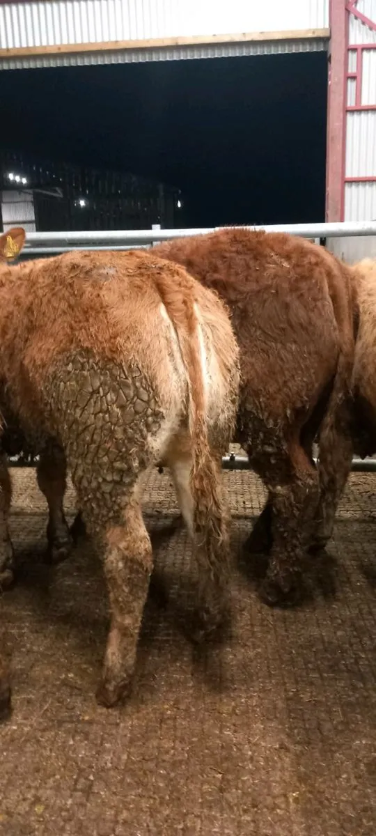 5 super heifers - Image 3