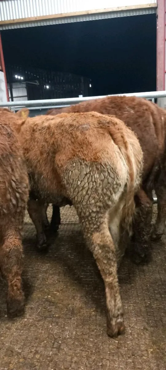 5 super heifers - Image 4