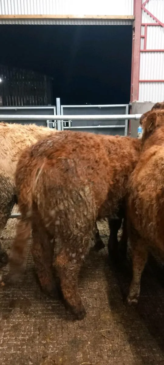 5 super heifers - Image 2