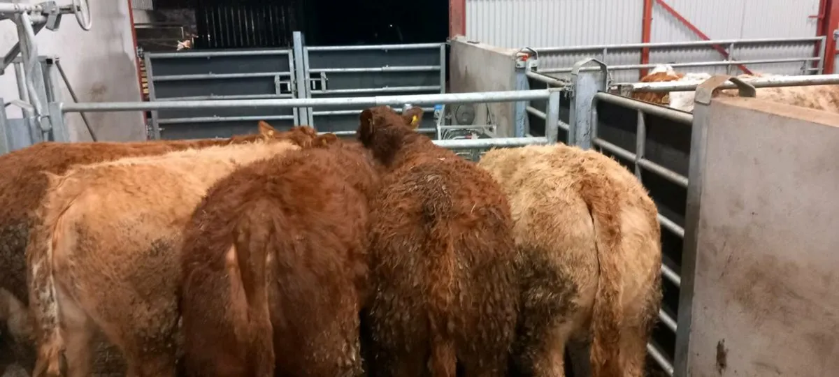 5 super heifers - Image 1