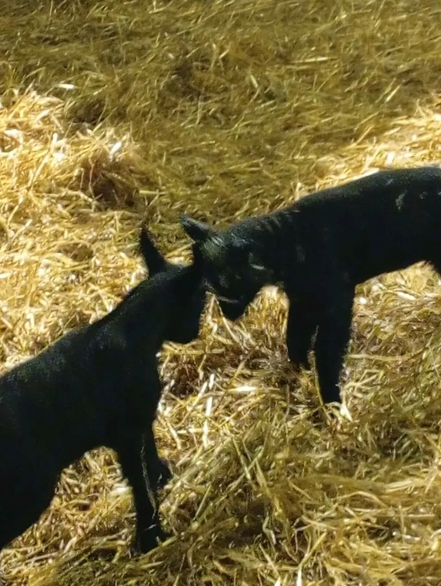 Ewes and lambs - Image 1
