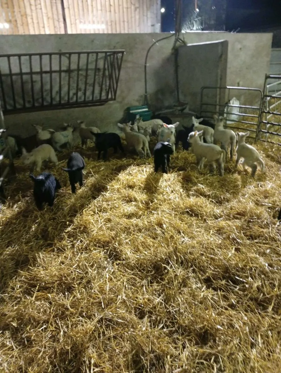 Ewes and lambs - Image 3