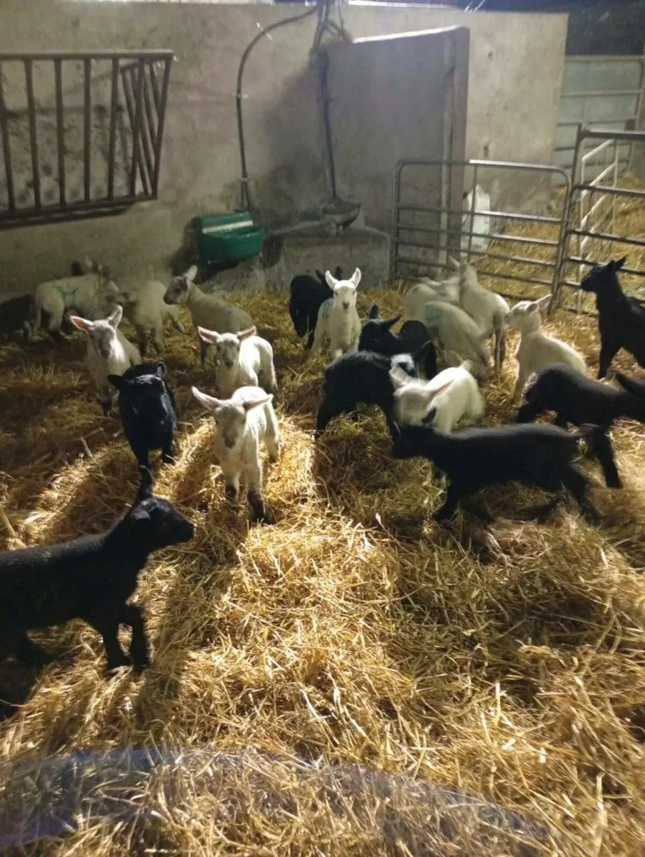 Ewes and lambs - Image 2
