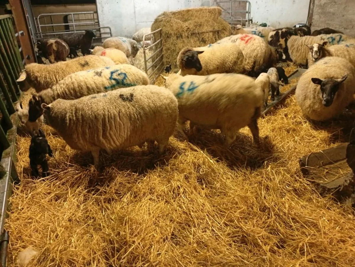 Ewes and lambs - Image 4