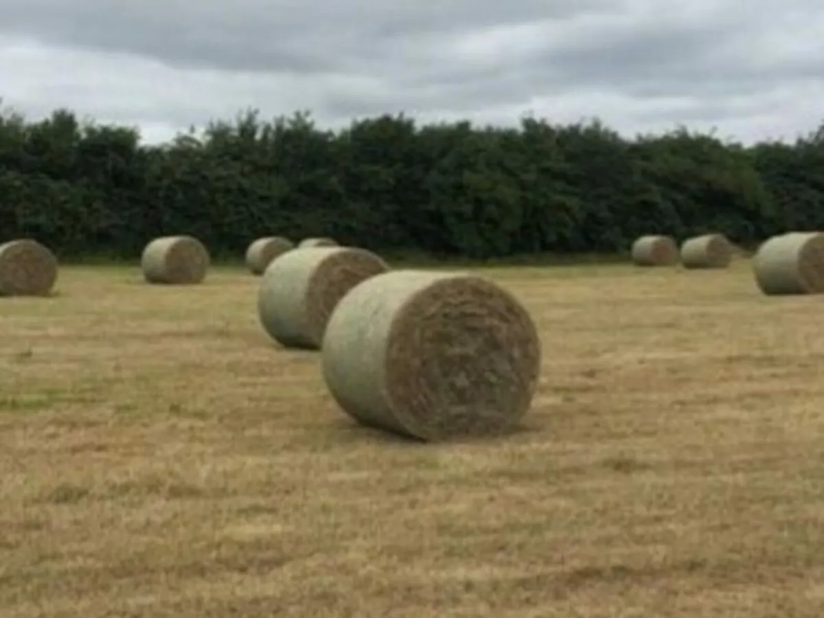 Hay & Silage