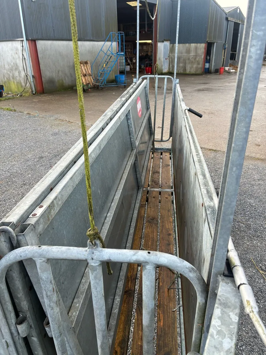 Sheep race - Image 4