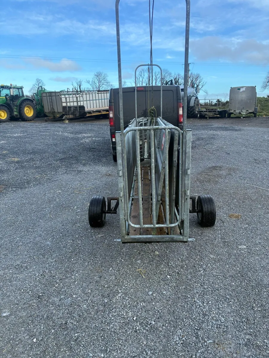 Sheep race - Image 2