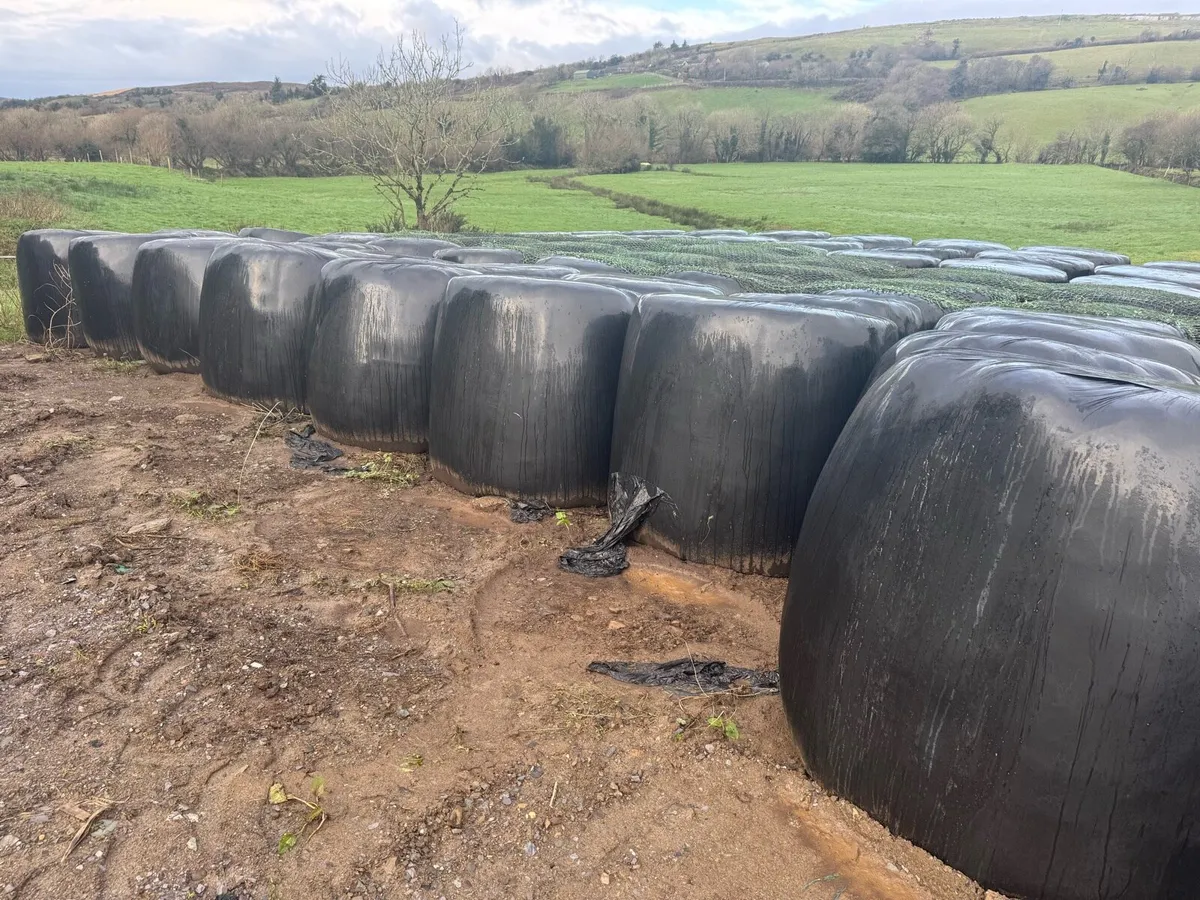 Silage Bales - Image 4