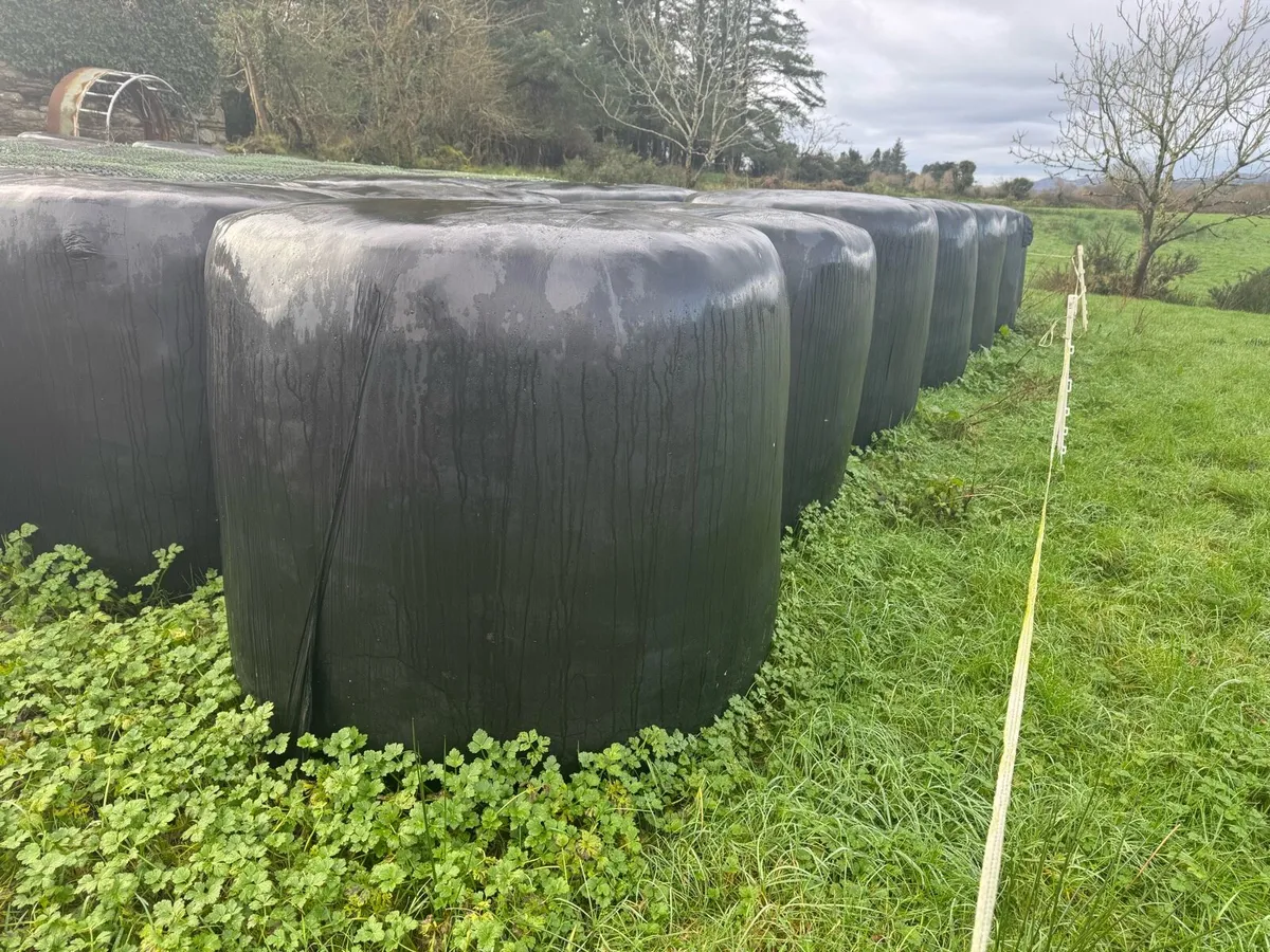 Silage Bales - Image 1