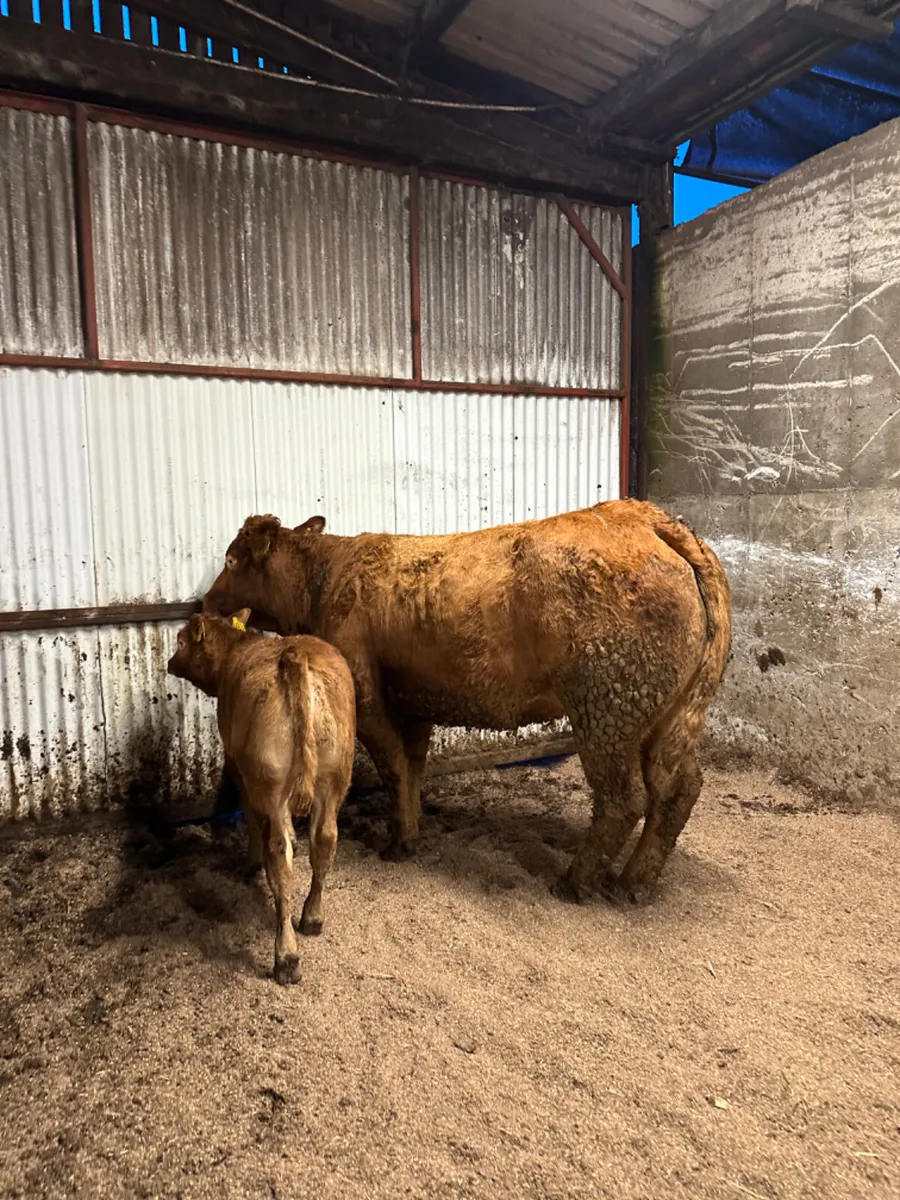 Lim outfit - Image 4