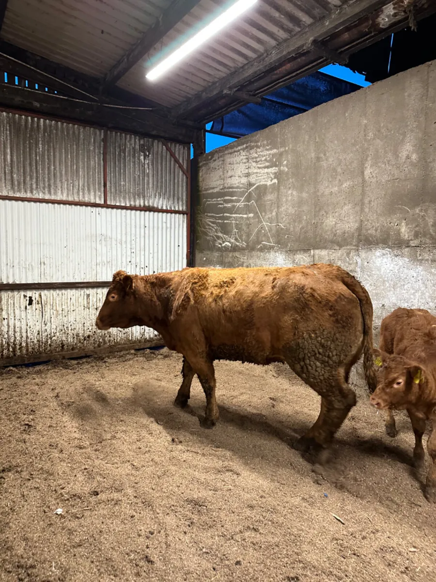 Lim outfit - Image 3