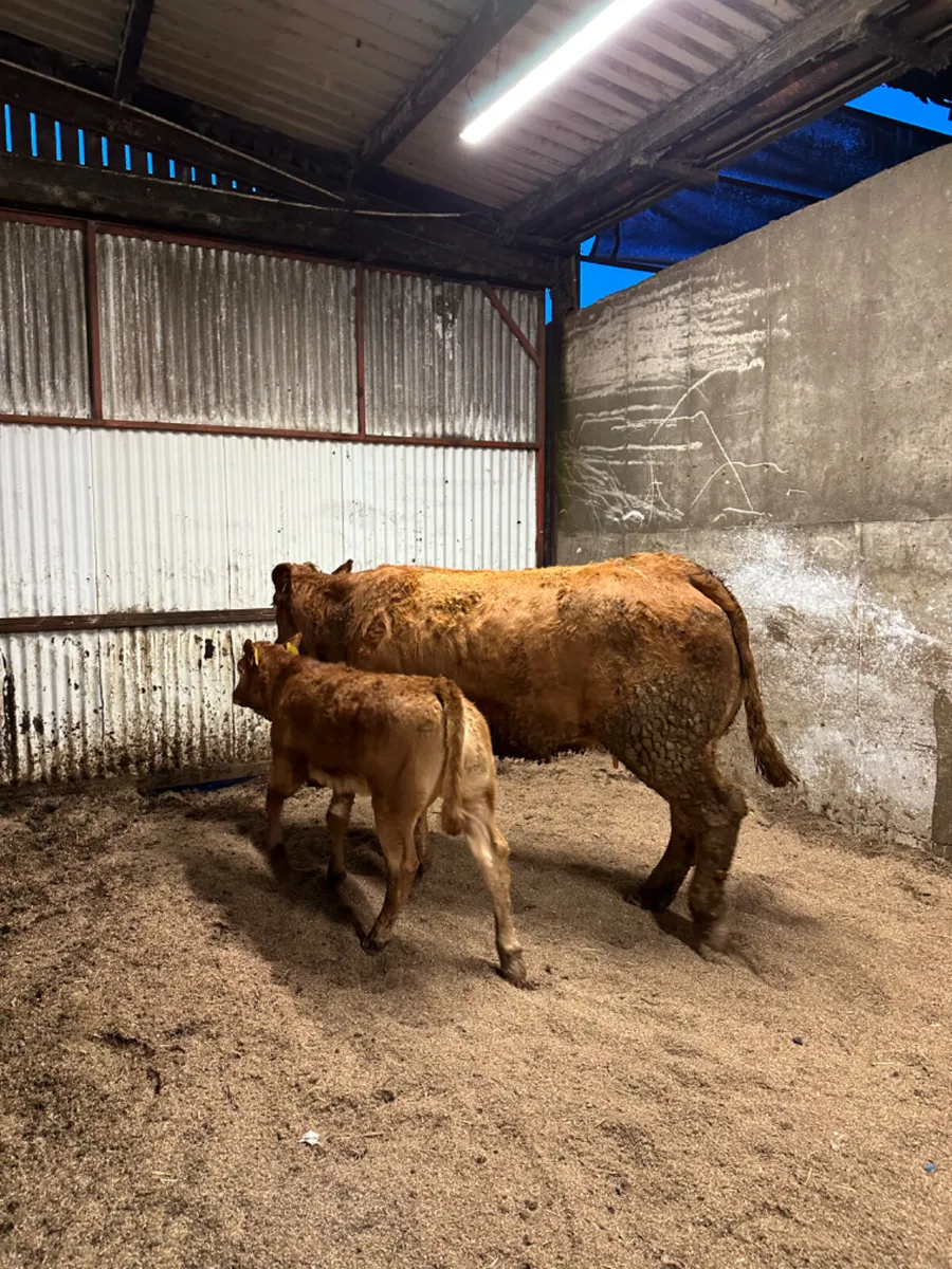 Lim outfit - Image 1